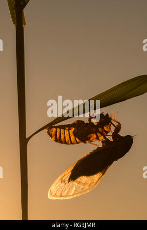 Periodische Zikaden (Magicicada septendecim) Frisch entstand nach hängen an Pupal Shell. Die von der untergehenden Sonne beleuchtete. Powells Tal, Pennsylvania, Juni. Stockfoto