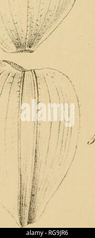 . Bulletins de la SociÃ©tÃ© royale de botanique de Belgique. Botanik. Â ¢'.//..,!&gt; ?: Mxv:: 7.-Ich. 'N? //i,. IiÃ © Ã.: Pa 7'Ã-. Savereyri^/I'^h^/t rie lAc&lt; z^: riiorisc (lu labrllc d'un Cyprjpcduim.. Bitte beachten Sie, dass diese Bilder sind von der gescannten Seite Bilder, die digital für die Lesbarkeit verbessert haben mögen - Färbung und Aussehen dieser Abbildungen können nicht perfekt dem Original ähneln. extrahiert. SociÃ©tÃ© royale de botanique de Belgique. [Bruxelles]: La SociÃ©tÃ© Stockfoto