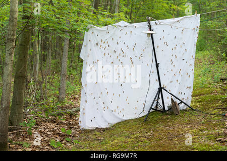 Periodische Zikaden hatchinga und Kriechen bis auf Blatt an Quecksilberdampf Licht Setup für nightlighting für Motten bedeutete. Powells Tal, Pennsylvania, Ju Stockfoto