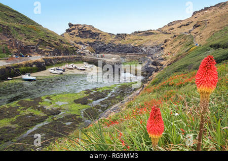 Boscastle Harbour Cornwall. Die landspitze in der Ferne und Red Hot poker Pflanzen in den Vordergrund. Anker Boote bei Ebbe Stockfoto