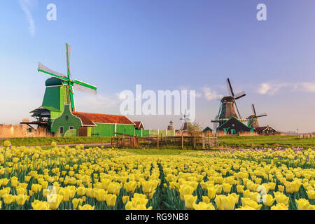 Amsterdam, Niederlande, holländische Windmühle und traditionellen Haus in Zaanse Schans Dorf mit tulpenfeld Stockfoto
