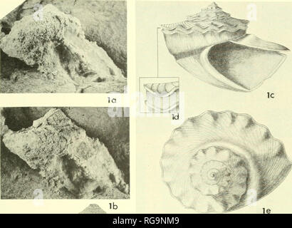 . Bulletins der amerikanischen Paläontologie. Bull. Amer. Paleont., Vol.54 Platte 27. . Ml, â ¦%,,* - V:. Bitte beachten Sie, dass diese Bilder sind von der gescannten Seite Bilder, die digital für die Lesbarkeit verbessert haben mögen - Färbung und Aussehen dieser Abbildungen können nicht perfekt dem Original ähneln. extrahiert. Paläontologische Forschung Institution (Ithaca, N.Y.); Columbia University. Ithaca, N.Y., paläontologische Forschung Institution [etc. ] Stockfoto