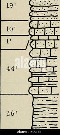 . Bulletins der amerikanischen Paläontologie. Paläontologie. Bewohner von kleineren Foraminiferen: Conkin 165 ORT K-32 yf-^r. * H. sut. Stein, bläulich, braun Verwitterung; fossiliferous. Ich! Jy. rr 13. Kalkstein, cherty und Schluffigen 11/vl 11 * 12-Kalkstein, crinoidal, oblitic?. * 11. Kalkstein, cherty und Schluffig; crinoidal im oberen Teil; seltene Ton Nähte. JZZI * 10. Schiefer, schluffig, weich, bläulich; fossiliferous. Bitte beachten Sie, dass diese Bilder aus gescannten Seite Bilder, die digital für die Lesbarkeit verbessert haben mögen - Färbung und Aussehen dieser Abbildungen können nicht Perfekt th ähneln extrahiert werden Stockfoto