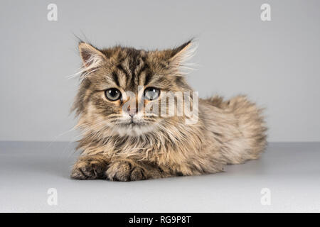 Persian Kitten mit 4 Monaten, Großbritannien. Stockfoto