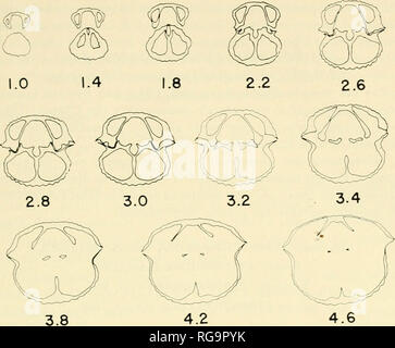 . Bulletins der amerikanischen Paläontologie. Texas Bewohner Brachiopoden: Carter 305 O^. Text-Abbildung 4.-Tranverse serielle Abschnitte der Rotaia sp. X 1-5, USNM 154697, von USNM Lokalität 9046, Maße (mm) von der ventralen Schnabel. von Weller (1914, Pi. 29, Abb. 1-5) und identifiziert als Tetracamera subtrigona (Sanftmütig und Worthen), 1860, aus dem Keokuk Kalk- stein von Illinois. Es unterscheidet sich von dem Muster in die etwas kleineren, hat einen kleineren weniger tumid ventralen Schnabel, ein niedriger Flansch entlang der postero-laterale Rand, und eine relativ kurze brachial Ventil. Erläuterungen. Front-quer-serielle Abschnitte der speci Stockfoto