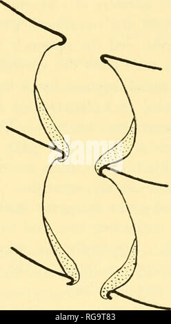 . Bulletins der amerikanischen Paläontologie. B. in Abb. 2. Siphuncles des Tasmanischen Arten der Pseudorthoceratidae. A. Mys-trrioccras Australe, n. gen. n. sp., mittleren Ordovizium. Parietale Ablagerungen im septal Hals stammen und adapically wachsen. B. Stromatoce-ras Eximium, n. gen. n. sp.. Mittleren Silur. Siphuncular Ablagerungen bestehen aus zwei verschiedenen Komponenten; die äußere diskontinuierlich, wachsende Vom septal Hals sowohl adorally und adapically, das Innere ist die kontinuierliche, aber vermutlich ist das Produkt der Fusion von diskreten Anhänger Einlagen. C. Gordonoceras Bondi, n. gen. n. sp., mittleren Silur. Stockfoto