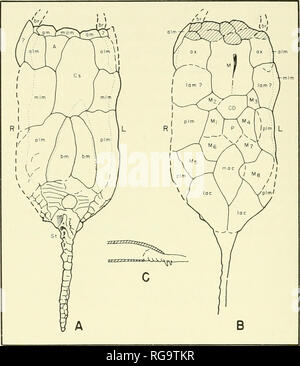 . Bulletins der amerikanischen Paläontologie. 48 Bulletin 185. Text-Bild. 11.-morphologische Lineamenten des Victoriacystis ivilkinsi Gill und Caster, neue Gattung, neue Arten, auf der Grundlage von Fotografien der holotypus. A. Plastron Oberfläche. B. in Panzers Oberfläche. C. Schematische Darstellung der Proximalen region, Seitenansicht, zeigen die vermummten Überhang des Panzers oberhalb der proximalen Stele und die entsprechenden Ausgrabung der Plastron der außergewöhnlich großen und breiten proximalen Stele unterzubringen. Durchgezogene Linien stellen konkrete Margen und Nähten. Gebrochene Leitungen sind Lineamenten, teilweise sutural, teilweise Stockfoto