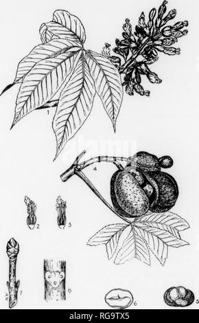 . Bulletin (Pennsylvania Abteilung der Forstwirtschaft), No. 11. Die Wälder und die Forstwirtschaft. 207. Platte CXIII. Süße BUCKEYE 1. Eine llnwciiiii; LTI; (ii, x l. "J. Eine tinwcr) stiyiiiii hclow jiiillitis, luifnial Größe. .*!. Eine flitwcr mit sliuiiiii nlttivf iinthcrs, iiiituiiil Größe. 4. Luiiinli einen Fruchtkörper'. ,,.. ." (. Eine siM-Karte, X I t'l". I, &Lt;iiit; ich 1 mliii; il srrtinn nl'! Ich simm), A.7. Eine wiiitir twij;, x A..S. Abschnitt I - l'a wiiilcr Twi;;;;;;;; slmwiiiK.li'. Wenn-s&lt;!-ir mit liiiii (Llf-s&lt;} iis. s | i; Rli (l, v niliii -^&lt; - "l. Süße ROSSKASTANIE Aesculus octandra, Marshall FOKM - Der größte amerikanische Arten Stockfoto