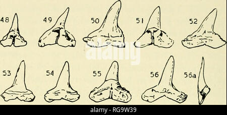 . Bulletins der amerikanischen Paläontologie. 138 Bulletin 156. Hypoprion grayegerioni, n. sp. Abbn. 48-52, 55. Obere Zähne. 50 und 52. Holotyp, von der rechten Seite, Rest von Links und zeigt die Innenfläche. (S. 30525-29, S. 30532). 53,54,56. Unteren Zähne auf der linken Seite. 56a. Seitenansicht (S. 30530, S. 30531, S. 30533). Alle Zähne vom oberen Eozän, Clarke County, Alabama. X 1 1/3. Die oberen Kronen sind alle etwas asymmetrischen und nach hinten geneigt, diese Marge beingi gerade und die anderen gekrümmten, während die Spitzen der Krone besonders der Linie viel verdreht ist, aber beide Neigung und Drehung verschwinden Stockfoto