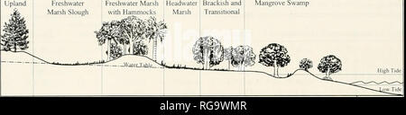 . Bulletins der amerikanischen Paläontologie. Bulletin 361 Hochland. Mangrove frische Brackwasser Flut Pollen 1 vpe Rhizupbora Cotiocarptts Osmuitila composits triporates Ilex Cyperaceae Typha Cephalatithus chenopods Su^^. itlaria ympfiaea Vtricularia cf Ovoicliles Taxodiitm Piiius Qttcrcus Text-tigure 8.-Konzeptuelles Diagramm (Jisplaying die Verteilung der 18 wichtigsten Taxa in den wichtigsten physiographischen Zonen von der Studie. Schattierung auf Balken stellt die relative Häufigkeit innerhalb der Taxa, die in einer bestimmten Umgebung (dunkler = Mehr abinidant). organischen Detritus. Nach sieben, die Proben wurden ace-tolyzed in Stockfoto