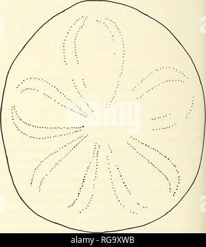 . Bulletins der amerikanischen Paläontologie. Bulletin 339 von interporiferous Zone am größten Breite. Blütenblätter clos-ing distal mit poriferous Zone der gleichen Blütenblatt fast in Kontakt; Blütenblatt III mit 80 pore Paare (in beiden Gebieten), Blütenblatt IV mit 84. und Petale II mit 82. Verschiedene - Nut bulacral Verlängerung nach ventral aus der Nähe von Marge auf peristome. Peristome.- Siluaied leicht posterior zu Center mit der Mitte der peristome im Abstand vom vorderen Rand gleich 54% L. entfernt Größe der Öffnung unsicher sein - Ursache der Fracturing um peristome. Peripmet. - In der Nähe der hinteren Rand entfernt, Öffnung breiter Stockfoto