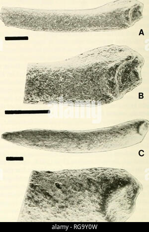 . Bulletins der amerikanischen Paläontologie. Text-Abbildung 10. âCarapace (A) und plastron (B) o (Enoploura po-pei. Diese Zahl ist auf UCM 25993 (PI. 6, Abb. 1, 3). Auf der aulacophore; Pa = proximalen aulacophore; s=styloid. Forexplanationsofother platte Abkürzungen, siehe Tabelle I (Faltblatt). Text-Bild 11. ÂArticulating Stacheln und Artikulation Oberfläche auf M4/M' 5 Der Enoploura popei. Maßstabsbalken in allen Figuren ist 1 mm lang. A, B, adsagittal (innen) Seite der Wirbelsäule. Beachten Sie die Artikulation Buchse, grenzt an den mamelon und die Bounding arcuata Muskel Ridge (Text-Bild. 1 WENN); c. D, Stockfoto