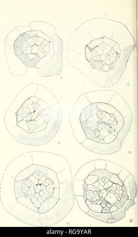 . Bulletins der amerikanischen Paläontologie. . Text - Abbildungen 11-16. Siehe Erklärung s. 40.. Bitte beachten Sie, dass diese Bilder sind von der gescannten Seite Bilder, die digital für die Lesbarkeit verbessert haben mögen - Färbung und Aussehen dieser Abbildungen können nicht perfekt dem Original ähneln. extrahiert. Paläontologische Forschung Institution (Ithaca, N.Y.); Columbia University. Ithaca, N.Y., paläontologische Forschung Institution [etc. ] Stockfoto