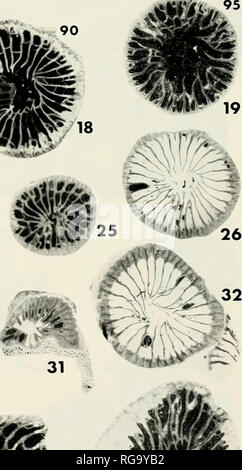 . Bulletins der amerikanischen Paläontologie. 29 1 30 -32 -14 31 37^^^ 7^39^. "^". -39'-38 EIN?" 40. Bitte beachten Sie, dass diese Bilder sind von der gescannten Seite Bilder, die digital für die Lesbarkeit verbessert haben mögen - Färbung und Aussehen dieser Abbildungen können nicht perfekt dem Original ähneln. extrahiert. Paläontologische Forschung Institution (Ithaca, N.Y.); Columbia University. Ithaca, N.Y., paläontologische Forschung Institution [etc. ] Stockfoto