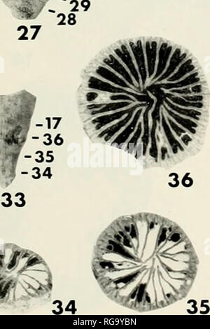 . Bulletins der amerikanischen Paläontologie. 1/1 P ^-^. '*&Gt;. 29 1 30 -32 -14 31 37^^^ 7^39^. "^". Bitte beachten Sie, dass diese Bilder sind von der gescannten Seite Bilder, die digital für die Lesbarkeit verbessert haben mögen - Färbung und Aussehen dieser Abbildungen können nicht perfekt dem Original ähneln. extrahiert. Paläontologische Forschung Institution (Ithaca, N.Y.); Columbia University. Ithaca, N.Y., paläontologische Forschung Institution [etc. ] Stockfoto