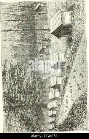 . Bulletin de la Socit d'Acclimatation. Socit d'Acclimatation; Tiere; Zoologie, Wirtschaft, Botanik, Wirtschaftliche. ÃLEVAGE d'oiseaux DE BASSE-COUR. 567 mort dans la Coquille et Deux clairs. Les cinq Stubenküken, trÃ¨s bien constituÃ©s k Leur naissance, se sind bien portÃ©s Anhänger le Premier mois, puis se sind Ã © tiolÃ © s, et sechs semÃ¢ mes Après-ski-il. b n'en plus restait qu un trÃ¨s Einrichtung licat, qui Aura beaucoup de mal à Passer l'iiiver. Certainement, la Poule Ã©Tait trop Jeune gießen Fan werden mÃ¨re et les Poussins s'en sind ressentis.. Bitte beachten Sie, dass diese Bilder aus gescannten Seite Bilder extrahiert werden, Stockfoto