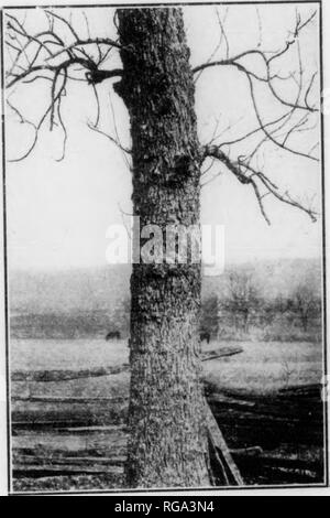 . Bulletin (Pennsylvania Abteilung der Forstwirtschaft), No. 11. Die Wälder und die Forstwirtschaft. Abb. 85. Gurke. Trnnk 26 Zoll in diametei -. Abb. 80. WIIlTi:. SII Stamm.". () inclics in 'Li-iniotcr Abb. 87. BL. VCK ASCHE. 'Ich' rnid. - 22 Zoll im Durchmesser.. Bitte beachten Sie, dass diese Bilder sind von der gescannten Seite Bilder, die digital für die Lesbarkeit verbessert haben mögen - Färbung und Aussehen dieser Abbildungen können nicht perfekt dem Original ähneln. extrahiert. Pennsylvania. Abt. der Forstwirtschaft. Harrisburg, Pa.: Die Abteilung: WM. Stanley Ray, Drucker von Pennsylvania Stockfoto