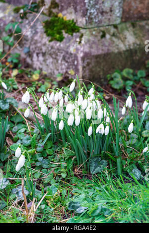 Gemeinsamen Schneeglöckchen Galanthus nivalis Stockfoto