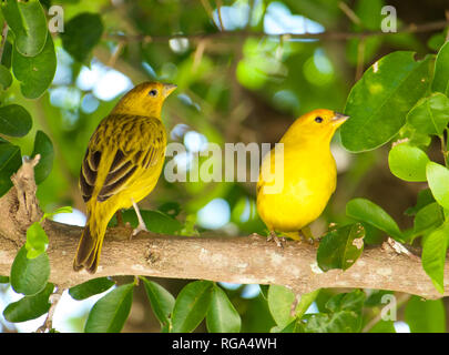 Atlantik Kanarische, einem kleinen brasilianischen Wild Bird. Stockfoto