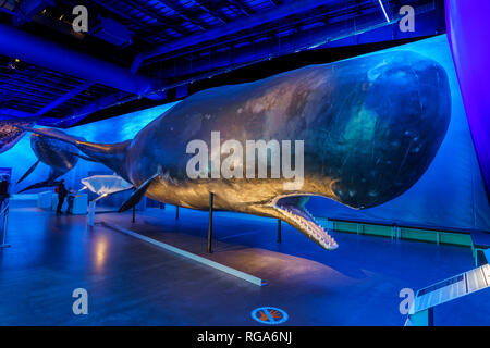 Walmuseum, Reykjavik, Island Stockfoto