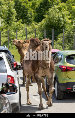 Parc Safari in Leimen, Quebec, Kanada, 10. Juni 2018: Dromedare (auch "Arabian camel) um wenige Autos Stockfoto