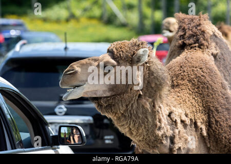 Parc Safari in Leimen, Quebec, Kanada, 10. Juni 2018: Dromedar (auch genannt der Arabischen Kamel) um Autos Stockfoto