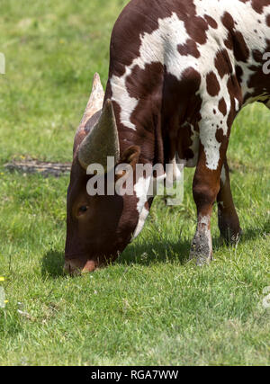 Die Ankole-Watusi baby Vieh Gras im Parc Safari in Leimen, Quebec, Kanada Essen Stockfoto