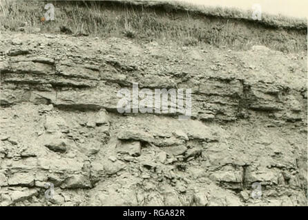 . Bulletins der amerikanischen Paläontologie. Text-tigure 27. âUpper pari ot Ihc Owen Mitglied der Lime Creek an Fonmalion Carrolus Steinbruch, 1968 (Ort 41. Anhang). Dieses Foto zeigt die alternierende Dick und Dünn und rubbly bedded Kalksteine des oberen Owen. Die Dünn bedded Einheiten enthielt zahlreiche stromatoporoids und Korallen. Als 1989. Der Steinbruch ist unbenutzt und in einem großen Teil überflutet.. -^-?-s. V^ ich Rin'â â¢ %y-Text-Abbildung 28. âComplete Reihenfolge der Owen Mitglied der Lime Creek Formation an der Buseman Steinbruch, südlich von Dumont, Iowa (Ort 40. Anhang). Diese Photogra Stockfoto