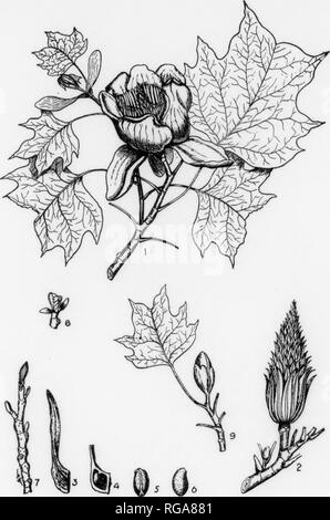 . Bulletin (Pennsylvania Abteilung der Forstwirtschaft), No. 11. Die Wälder und die Forstwirtschaft. Platte LXXIX. TULIP TREE eine rtoweriiijr Zweig - mit inatuio und Di'vclopinn h-avos, x h. Abzweig mit einem Kegelförmigen fi-uit, x Ich. Eine einzige Kapsel, natürliche Größe. Teil einer Samenkapsel mit set 'ds, natnml siz*'. Ein Samen, vergrößert. Seitenansicht eines Samens, cnlargefl. Ein Winter Zweig, x Ich. Ein terminal Itud jnst tjpcniug, x Ich. Ein Zweig sliowing dev" "ioping Blätter, x J.i 165 TULPENBAUM Liriodendron tulipifera, Linnaeus GATTUNG BESCHREIBUNG - Diese Gattung hat zahlreiche fossile Vertreter, sondern nur eine andere lebende 8 Ich "ecie 8, ein Eingeborener von Ch Stockfoto