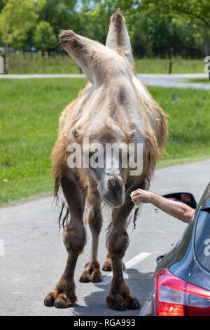 Parc Safari, Leimen, Quebec, Kanada, 10. Juni 2018: Bactrian camel Wandern rund um Autos im Zoo Stockfoto