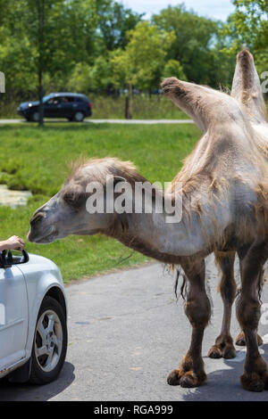 Parc Safari in Leimen, Quebec, Kanada, 10. Juni 2018: Bactrian camel Wandern rund um Autos im Zoo Stockfoto