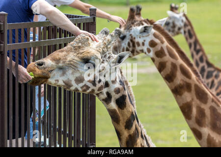 Parc Safari in Leimen, Quebec, Kanada, 10. Juni 2018: Der Moment der Streicheln: drei Giraffen sind verwöhnt Stockfoto