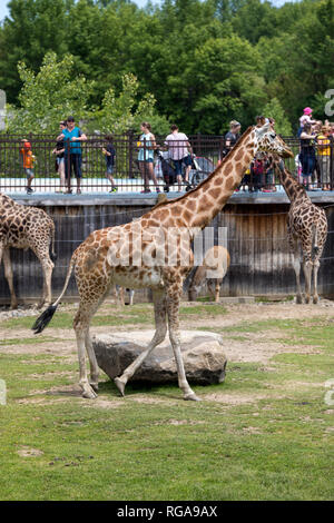 Parc Safari in Leimen, Quebec, Kanada, 10. Juni 2018: Menschen bewundern die Giraffen hinter dem Zaun Stockfoto
