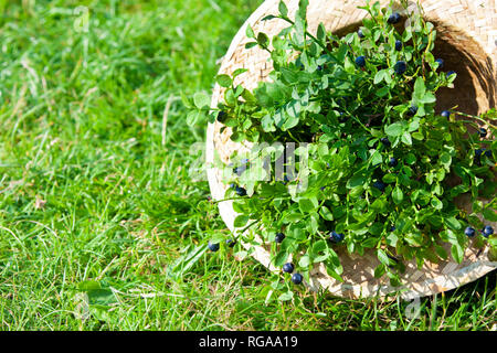 Frische Blaubeeren und Sommer geflochtenen Hut auf Gras Stockfoto