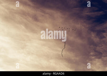 Großbritannien, Schottland, East Lothian, Aberlady Nature Reserve, Pink-Footed Gänse (Anser brachyrhynchus) Stockfoto