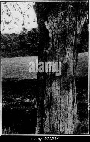 . Bulletin (Pennsylvania Abteilung der Forstwirtschaft), No. 11. Die Wälder und die Forstwirtschaft. Abb. 79. Süße ROSSKASTANIE Trunk 32 Zoll im Durchmesser. Abb. 80. Honig-heuschrecke Trunk 30 Zoll im Durchmesser. Bitte beachten Sie, dass diese Bilder sind von der gescannten Seite Bilder, die digital für die Lesbarkeit verbessert haben mögen - Färbung und Aussehen dieser Abbildungen können nicht perfekt dem Original ähneln. extrahiert. Pennsylvania. Abt. der Forstwirtschaft. Harrisburg, Pa.: Die Abteilung: WM. Stanley Ray, Drucker von Pennsylvania Stockfoto