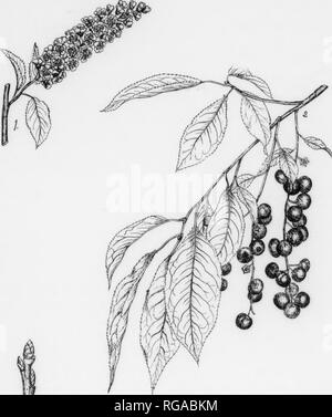 . Bulletin (Pennsylvania Abteilung der Forstwirtschaft), No. 11. Die Wälder und die Forstwirtschaft. 166 WILD BLACK CHERRY. Prunus serotina, Ehrhart.* FOEM - UPually reacbeR eine Höhe von 50-76 m mit einem Durchmesser von 2 bis 8 ft., kann aber eine Höhe von 110 ft erreichen. mit einem Durchmesser von 5 Fuß. Im Wald gewachsen Exemplaren der Stamm ist in der Regel lang, sauber und mit wenig Kegel, während im Freiland proben Es ist in der Regel kurz. Krone eher unregelmäßig - länglich. Rinde - auf junge Trunks (Schwein. 96) Eher glatte, glänzende, rötlich-braun, mit auffällig markiert - Weiß horizontal - längliche Lentizellen; schält sie in Thin Film - wie Ebenen, ein Stockfoto