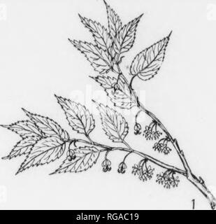 . Bulletin (Pennsylvania Abteilung der Forstwirtschaft), No. 11. Die Wälder und die Forstwirtschaft. Platte LXXIII. HACKBERRY. 1. Zweig mit unreifen Brote und staminate pistillate Blumen, x Ich. 2. Eine staminate Blume, vergrößert. 3. A pistillate Blume, vergrößert. 4. Ein Zweig mit Reife Blätter und reife Frucht, x4. 6 "ofTwinter Sectiifn^^ Zweig mit Gekammerten markröhre, vergrößert. 7. Ein Blatt - Narbe mit Bündel - Narben, vergrößert. Bitte beachten Sie, dass diese Bilder aus gescannten Seite Bilder, die digital haben für die Lesbarkeit verbessert - Färbung und Aussehen dieser Abbildungen können nicht Perfekt extrahiert werden Stockfoto