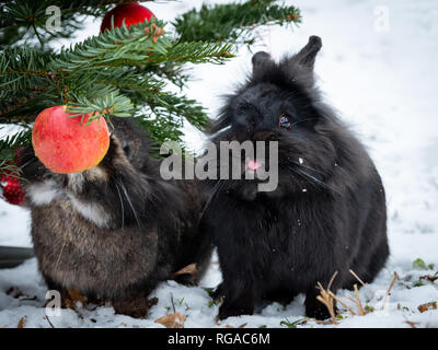 Zwei Zwergkaninchen Essen eines Apfels hängend an einem Weihnachtsbaum, draußen im Schnee. Stockfoto