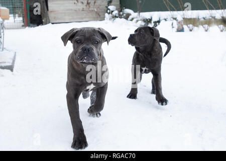 Zwei süße Cane Corso Welpen von sechs Monaten im Winter Schnee im Freien Stockfoto