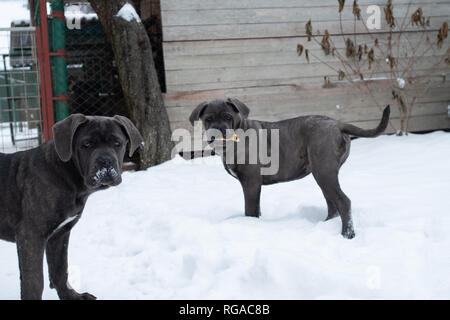 Zwei süße Cane Corso Welpen von sechs Monaten im Winter Schnee im Freien Stockfoto