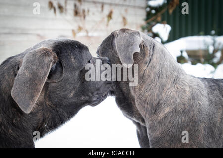 Zwei süße Cane Corso Welpen von sechs Monaten im Winter Schnee im Freien Stockfoto