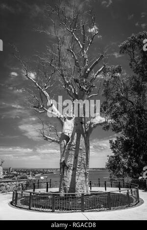 Schwarz und Weiß von Adansonia digitata alias Baobab Baum ohne Blätter in Kingspark in Perth Stockfoto