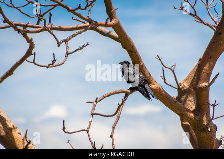 Schwarze Raben in der Adansonia digitata alias Baobab Baum ohne Blätter in Australien Stockfoto