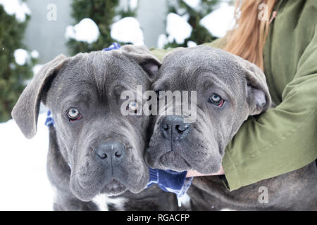 Zwei süße Cane Corso Welpen von sechs Monaten im Winter Schnee im Freien Stockfoto