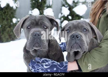 Zwei süße Cane Corso Welpen von sechs Monaten im Winter Schnee im Freien Stockfoto