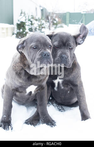 Zwei süße Cane Corso Welpen von sechs Monaten im Winter Schnee im Freien Stockfoto