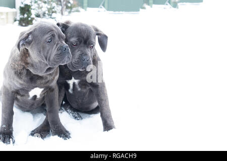 Zwei süße Cane Corso Welpen von sechs Monaten im Winter Schnee im Freien Stockfoto