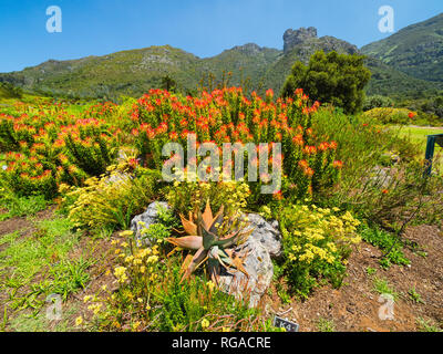 Red Protea in Kirstenbosch, Kapstadt vor der Kulisse des Tafelbergs, Südafrika. Nadelkissen Blume im Botanischen Garten Kirstenbosch, Kapstadt zu Stockfoto