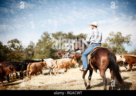 Zwei Männer tragen Cowboyhüte und Reitpferde, Runden eine Herde von Rindern. Stockfoto